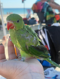 Parrochetti dal collare