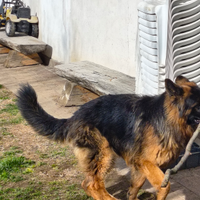 Cane pastore tedesvo