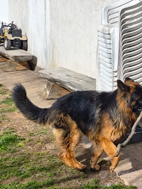 Cane pastore tedesvo