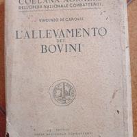 L'allevamento dei bovini