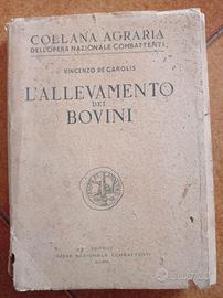 L'allevamento dei bovini