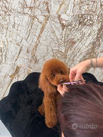 Accoppiamento barboncino mini toy asiatico