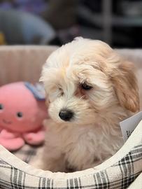 Maltipoo cuccioli