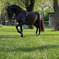 Stallone Pre Barocco