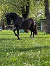 Stallone Pre Barocco