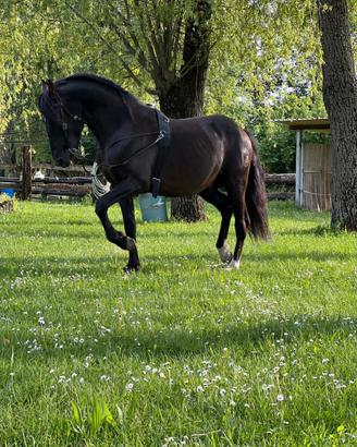 Stallone Pre Barocco