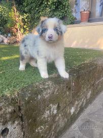 Pastori Australiani cuccioli