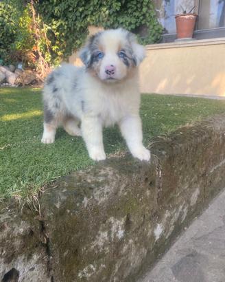 Pastori Australiani cuccioli