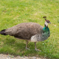 Pavoni bianchi e normali