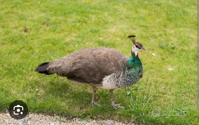 Pavoni bianchi e normali