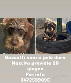 Bassotti nani a pelo duro