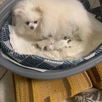 Volpini nani di Pomerania