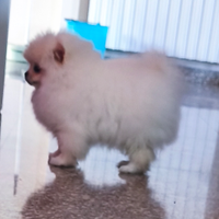 Spitz nano di Pomerania