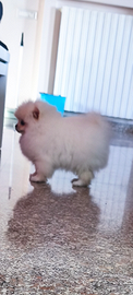 Spitz nano di Pomerania