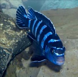 Ciclidi africani. Mbuna