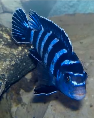 Ciclidi africani. Mbuna