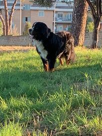 Bovaro del bernese