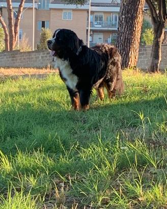 Bovaro del bernese