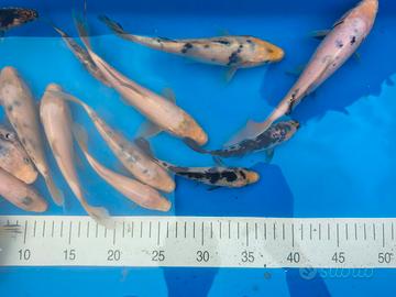 Carpe koi