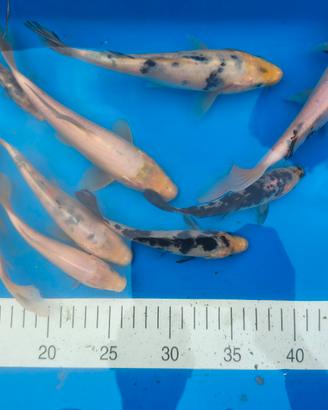 Carpe koi