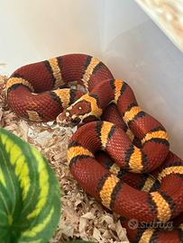 Serpente Falso corallo/ Geco Gargoyle/ Rana pacman