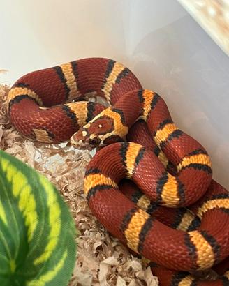 Serpente Falso corallo/ Geco Gargoyle/ Rana pacman