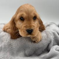Cocker Spaniel con pedigree
