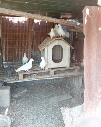 Colombi(pavoncele bianche)