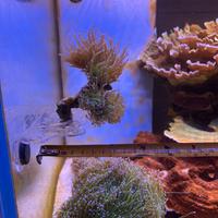 Corallo - Euphillya Blueberrry