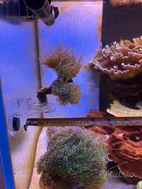 Corallo - Euphillya Blueberrry