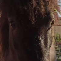 Cavallo mini horse olandese