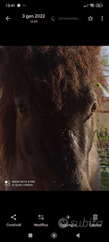 Cavallo mini horse olandese