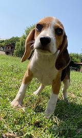 Beagle cuccioli