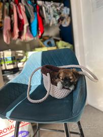 Chihuahua fulvo mini