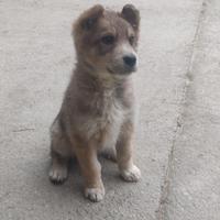 Cucciola di cane lupo cecoslovacco