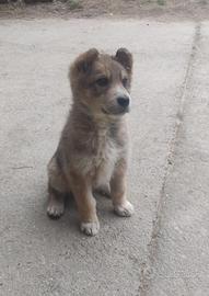 Cucciola di cane lupo cecoslovacco