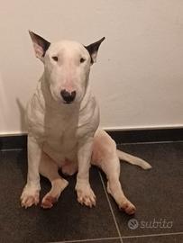 Bull terrier standard
