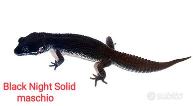 Geco leopardino Black Night maschio