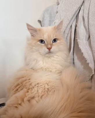 Monta gatto siberiano puro con pedigree AGI