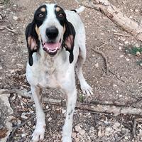 Ariegeois ,capo muta