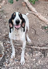 Ariegeois ,capo muta