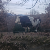 Toro e vitello pezzato rosso