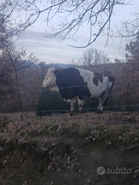 Toro e vitello pezzato rosso