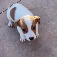 Jack russel 60 giorni