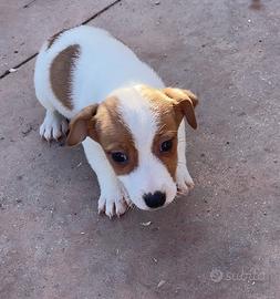 Jack russel 60 giorni