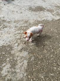 Cani Jack Russell