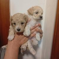 Maltipoo Mini Toy