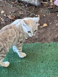 Gatti bengala