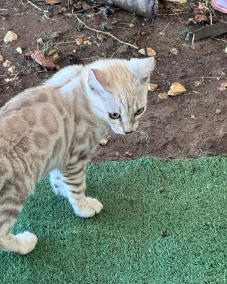Gatti bengala