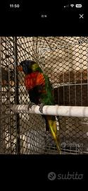 Lory arcobaleno